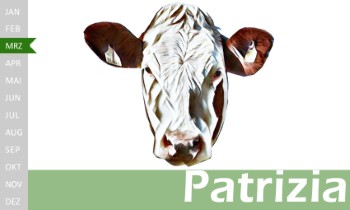 trchtige Fleckvieh Kalbin zu verkaufen, beweidet und ruhig